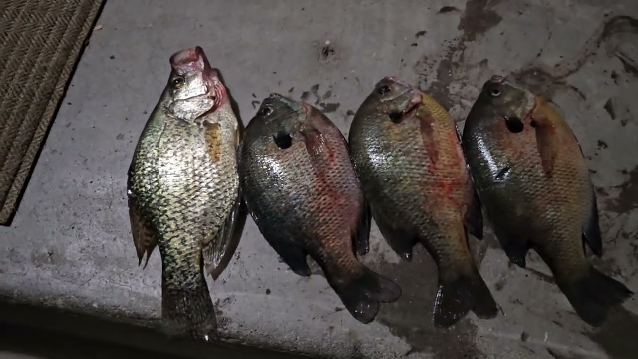 Pesca de crappi y mojarra con el conpa Gera