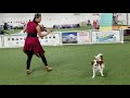 Kooikerhondje dancing freestyle to "Duel" の動画、YouTube動画。