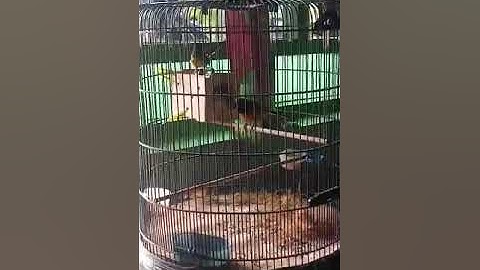 larwo bosque banyak tingkah ni burung!
