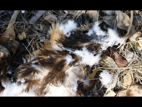 wedge-tailed-eagles-are-being-poisoned-and-shot