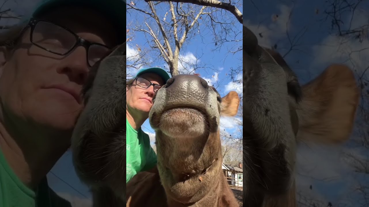 Cow Hugs 