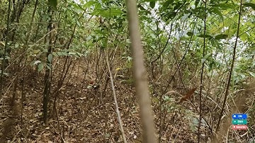 Bẫy gà rừng, mồi tơ   lần đầu ra trận quá sung, và cái kết đang cai,, cuab qaib qus tua ceev tiaj 2