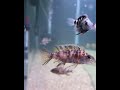 #africancichlids #fishaquarium #fish #jackdempsey