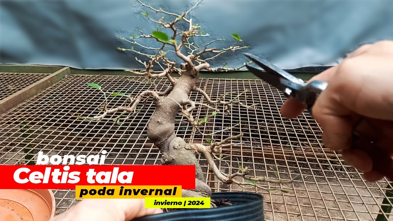 CELTIS TALA | PODA Y COMPACTACION DEL DISEÑO + LEY DE PROXIMIDAD Teoria Gestalt