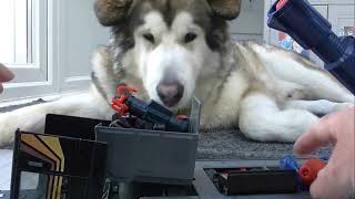 Jenson the Alaskan Malamute reviews s3 M a s k outlaw