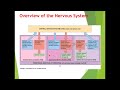 Human Anatomy Chapter 3 C Nervous System 
