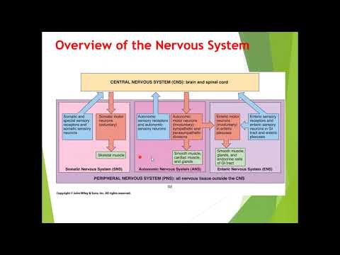 Human Anatomy Chapter 3 C Nervous System
