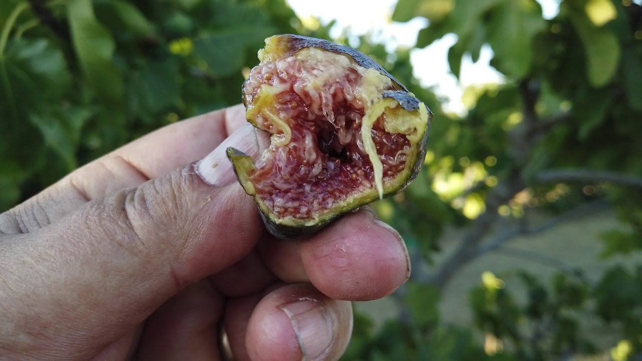 De La Roca Fig(デ・ラ・ロカ イチジク)の特徴・味・耐寒性