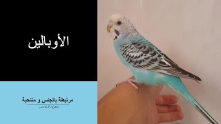 الأوبالين | طفرات البادجي