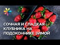 Клубника на подоконнике – это реально! – Все буде добре