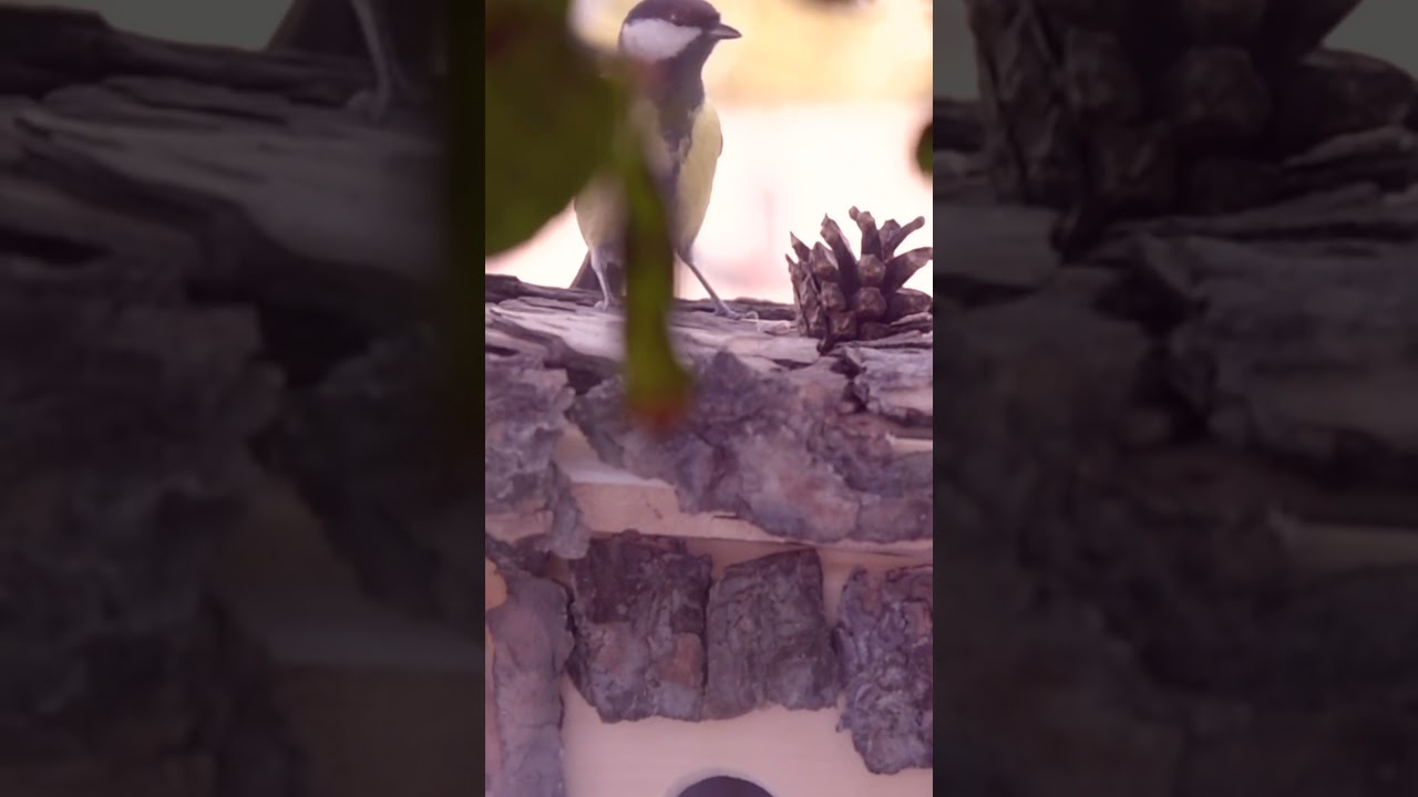 Птицы Устроили Войну за СКВОРЕЧНИК #интересуйсяинтересным