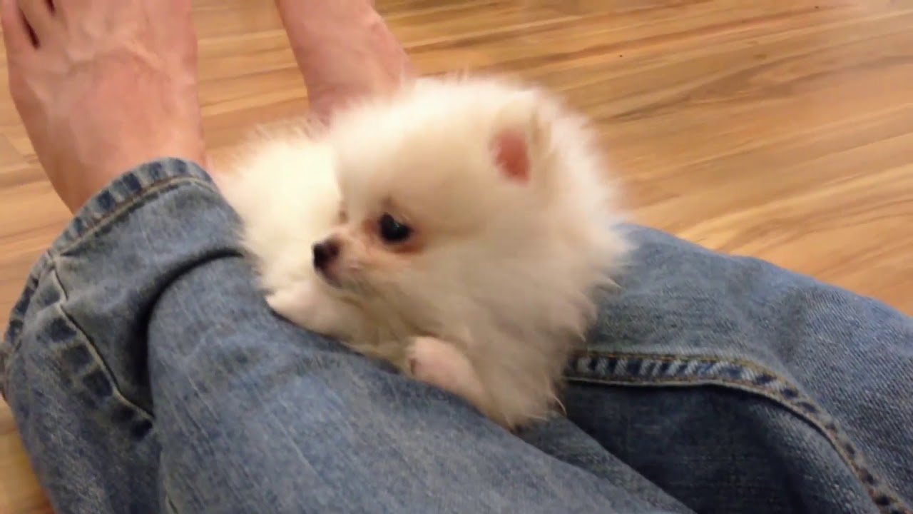 Pat A Cake Cats Version YouTube