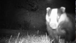 Badger eating peanut butter sandwiches by The Wildlife Garden Project 1,236 views 5 years ago 10 seconds