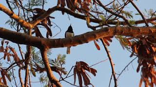 The Black and White Robin bird sound #BirdSong