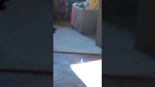 Jumping over a 2 foot box