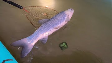 Nước Cạn Trên Con Sông Lớn Nhất Miền Tây Toàn Thuỷ Quái | Sông MêKông | Professional Fishing