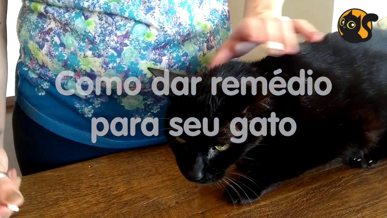 Como dar remédio para seu gato - YouTube Remédio Caseiro Para Acalmar Gato No Cio