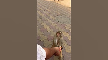 Maaza Loving Monkeys 🇮🇳🐒 #monkey #monkeyshort #monkeys #monkeybaby #monkeyvideo #shorts #monkeys