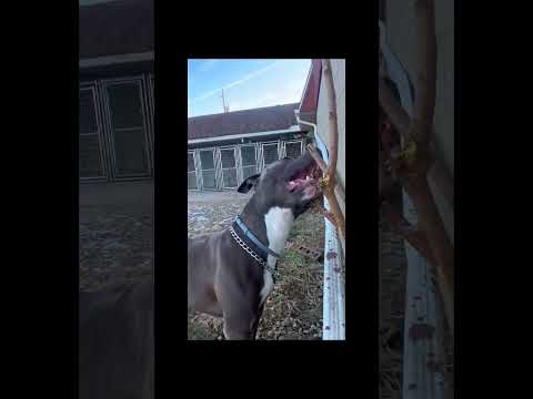 PHOENIX IS A GARDENER