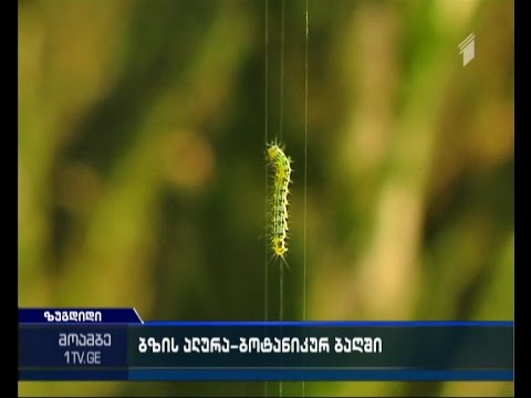 წითელ წიგნში შეტანილი კოლხური ბზა გადაშენების პირასაა