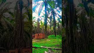 sawit pokok tinggi viral shots kelapasawit sawit malaysia