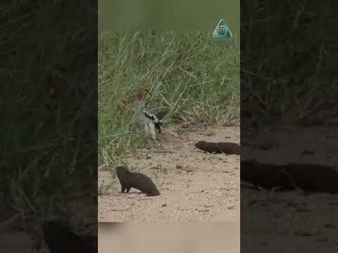 Забавный мангуст и птица носорог!