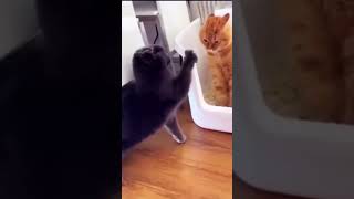 Самое смешное видео с котами #кот #cat #приколы #shorts