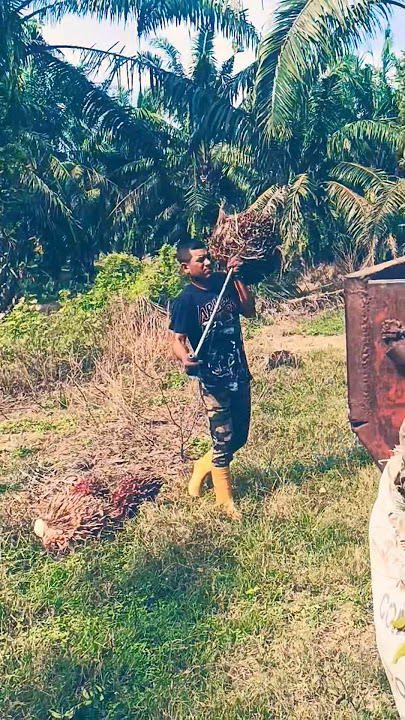 Malaysia plantation work #youtubeshorts #viralvideo #malaysia #palmoil #new #yt