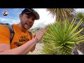 Sharpest Lizard in the World!?