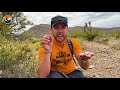 Sharpest Lizard in the World!?