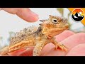 Sharpest Lizard in the World!?