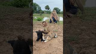 Super SokYaa,OG, ToTo Animals Are So Awesome #shorts