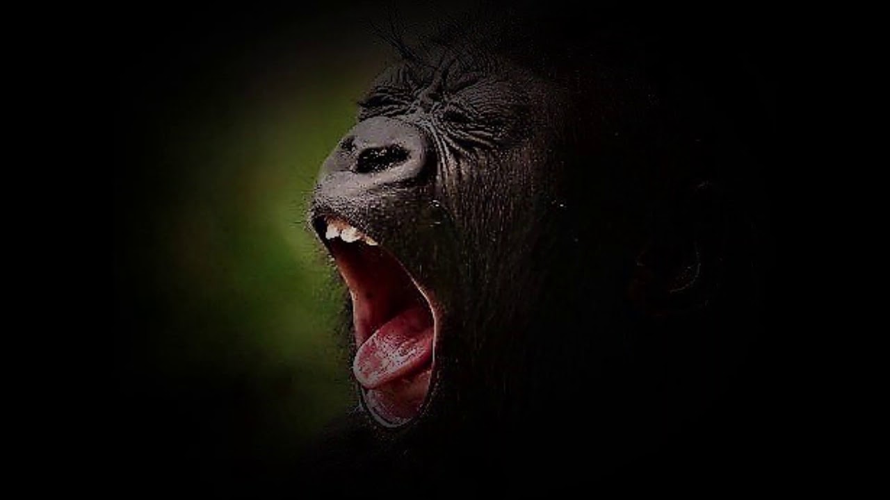 Watch CuC - Despertar (Song-Official Video) on YouTube Watch CuC - Despertar (Song-Official Video) on YouTube