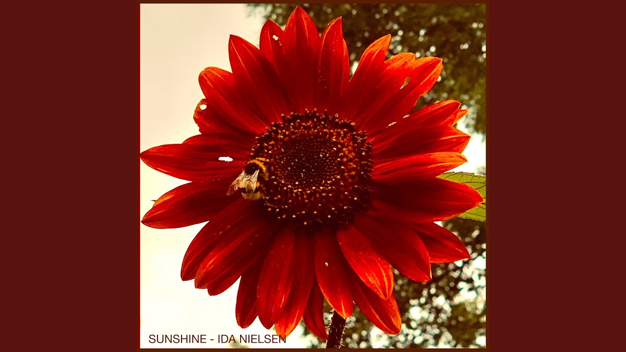 Guarda Sunshine su YouTube Guarda Sunshine su YouTube