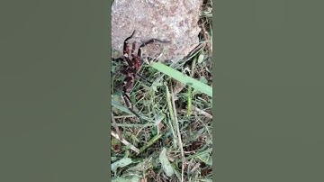 Wild tarantula attack #nature #shorts #shortvideo #viralvideo #fun #tarantula #attack #video #crazy