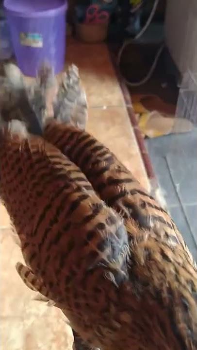 Melatih Anak Burung Bubut Alang Alang