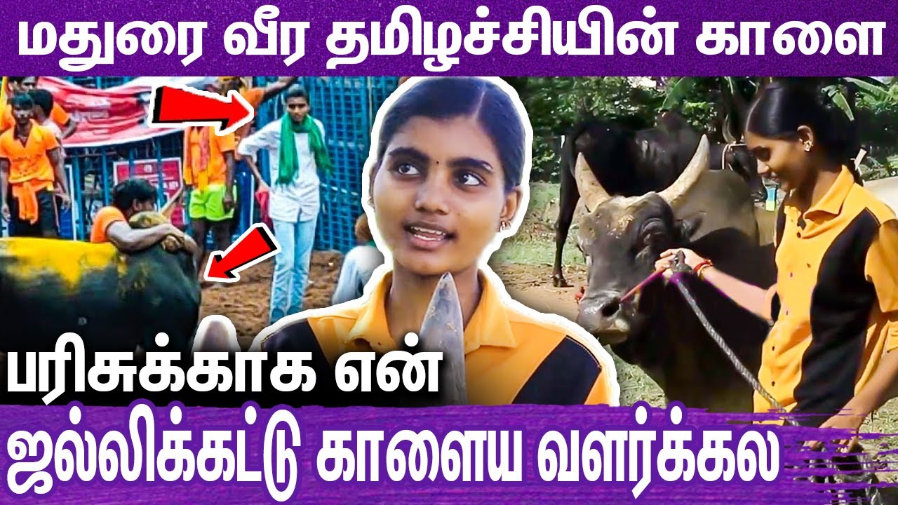 என் காளைக்கு ஹிட்லர்னு பேர் வைக்க இதான் காரணம் : Madurai Jallikattu Veera Thamilachi Yoga Dharshini