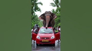 Terrifying moment a wild elephant attacks a car in Sri Lanka – caught on camera! 🐘🚗💥