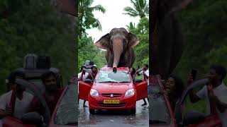 Terrifying Moment A Wild Elephant Attacks A Car In Sri Lanka Caught On Camera
