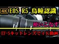 EOS R5（キャンベルタウン編）EF-S55-250mm F4-5.6 IS STM キットレンズを使って鳥の瞳認識ＡＦと4Ｋ動画撮影。