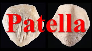 Patella || Lower Limb || كلية الطب - مادة التشريح || (M1---) || [9]