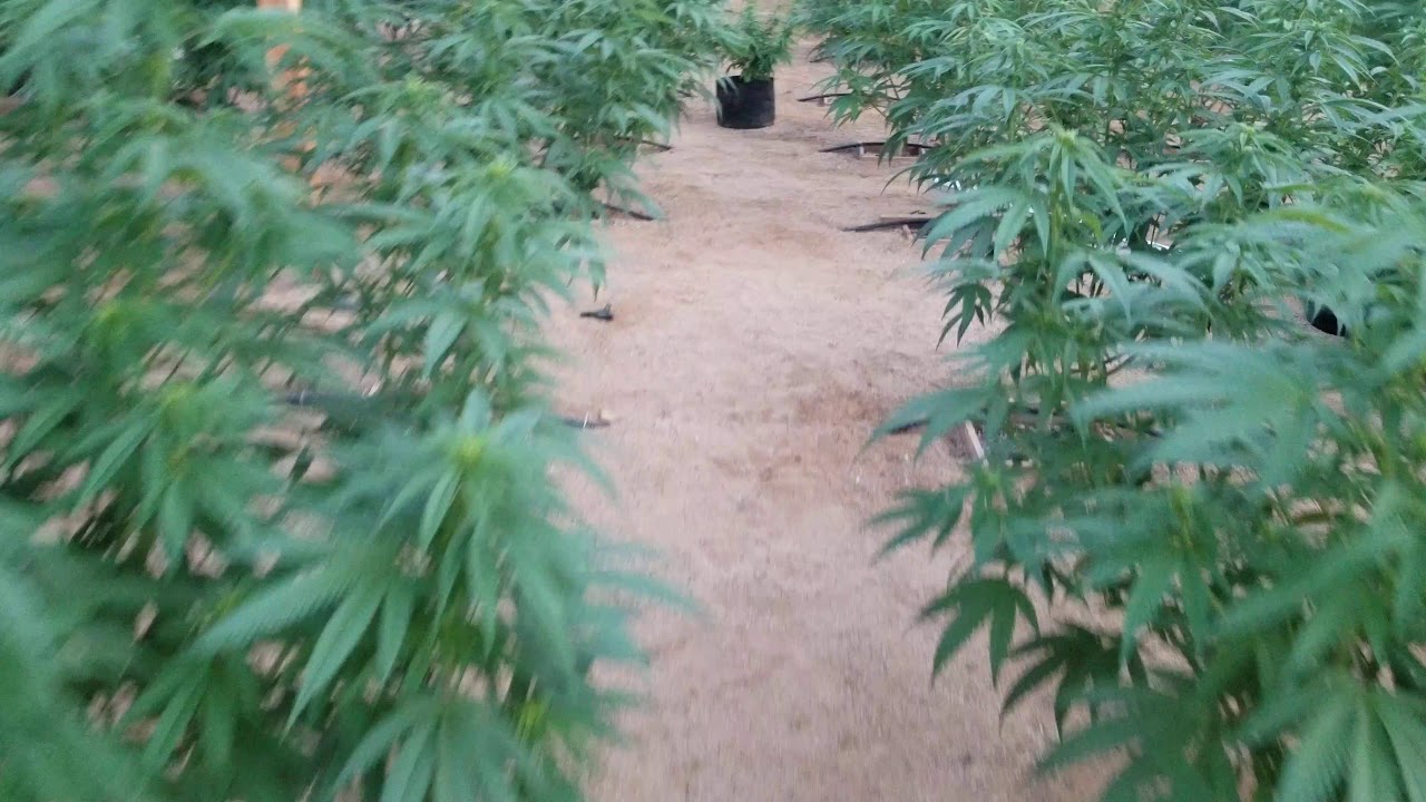Southern cali outdoor cannabis grow update 7