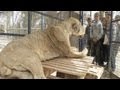 حيوانات محنطة وأوضاع مزرية في حديقة حيوان خان يونس