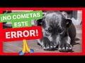 Mi PERRO NO ME HACE CASO 😱 - El PEOR ERROR si TIENES un PERRO ⛔️ [REFLEXIONA]