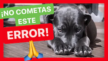 ¿Cómo se disciplina a un perro que no hace caso?