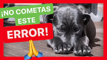 ¿Cómo se disciplina a un cachorro que no hace caso?