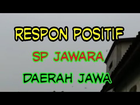 suara-burung-walet-respon-mantap-di-jawa