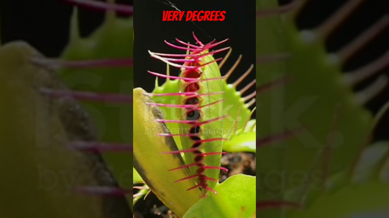 😱 venus fly trep dark reality 😭😱 