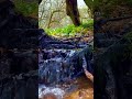 Wild Forest Stream 💧 Tiny Waterfalls &amp; Relaxing Nature Sounds 🌿 Short #nature #ambience #forest