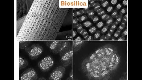 Bioinspired Green Nanomaterials